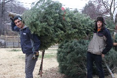 Tree Lot the Nicks